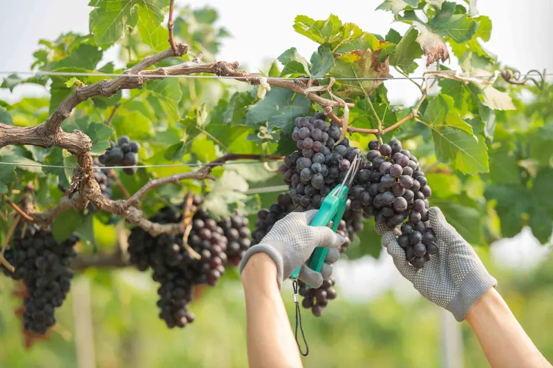 La viña que vuelve a la ladera: el renacer del vino de altura en las haciendas granadinas