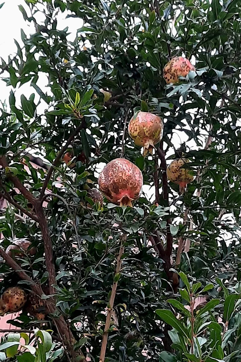 Otoño en la Vega: la granada sagrada que vuelve a las mesas de Granada